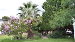 A well-maintained garden with a palm tree, a flowering tree, and a large evergreen tree. There are outdoor seating areas and a pathway leading to a building. - Dellville Country House (Kareeberg)