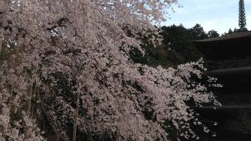 A traditional Japanese building with a wooden fence and cherry blossoms in the foreground.