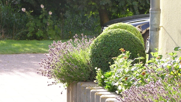 A garden with neatly trimmed hedges and lavender plants. - Max Kuehlungsborn House (Kühlungsborn)