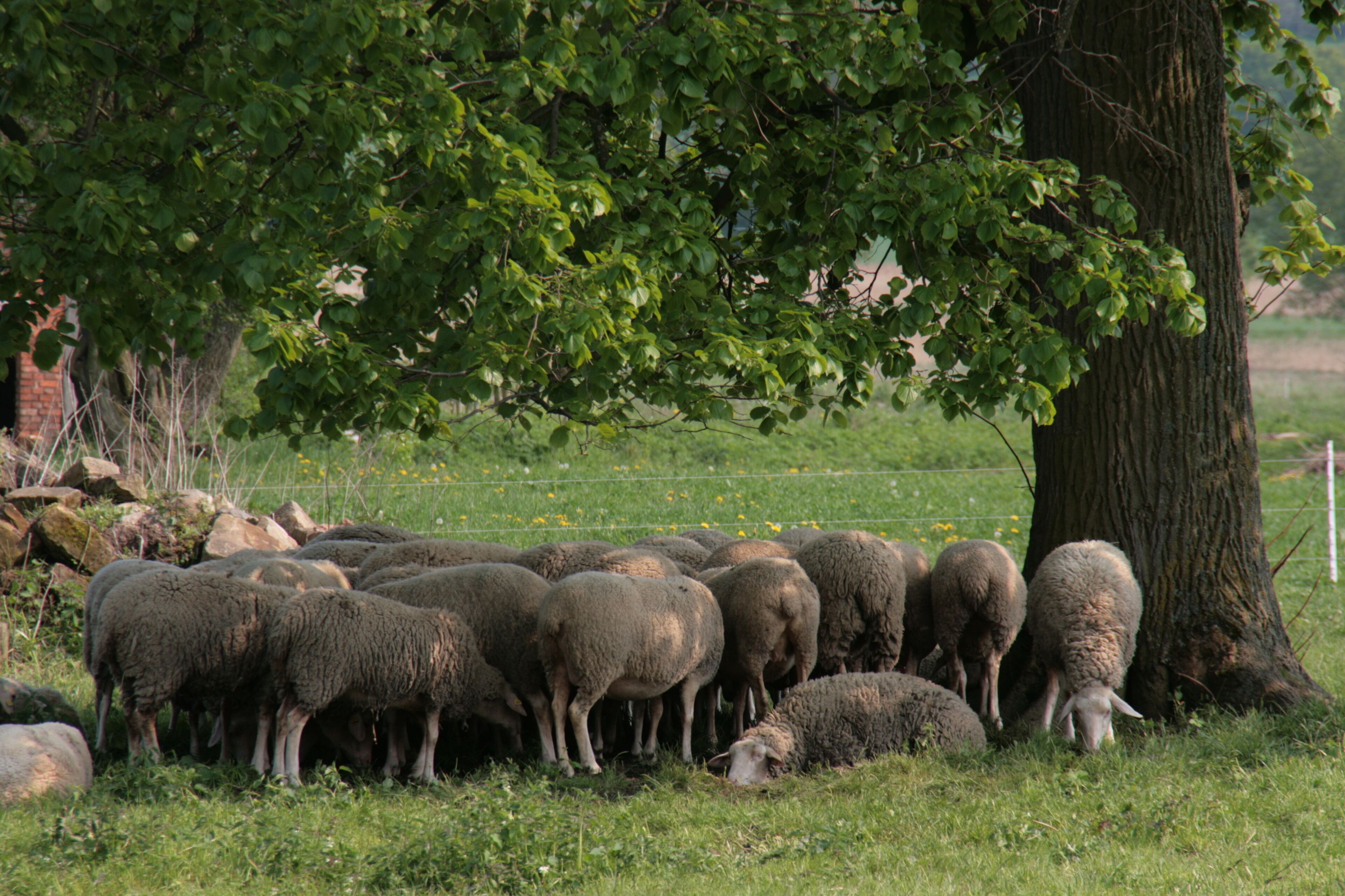 Un gruppo di pecore che pascolano sotto un albero in un prato erboso.