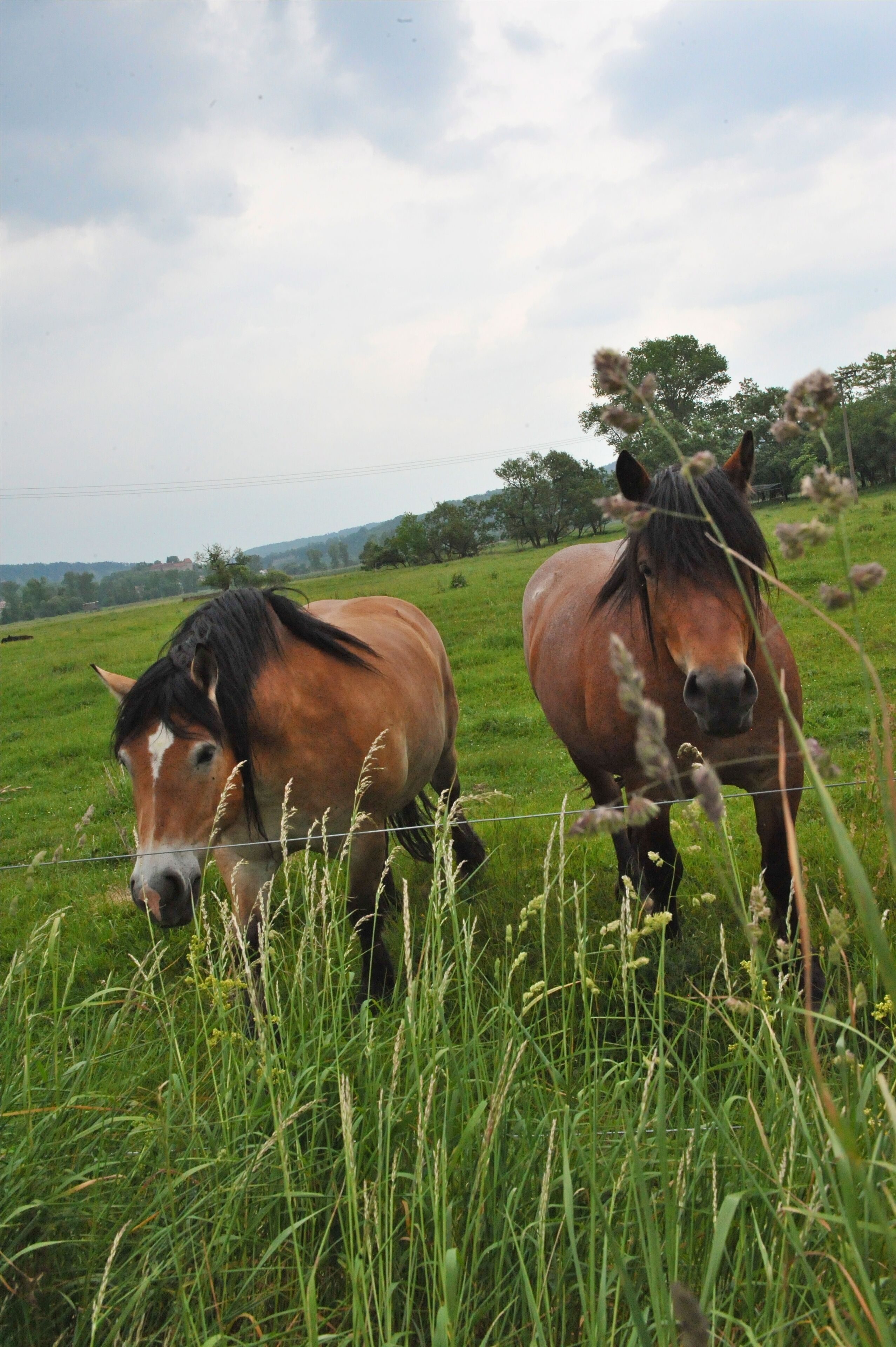 Two horses in a grassy field with a fence and trees in the background.