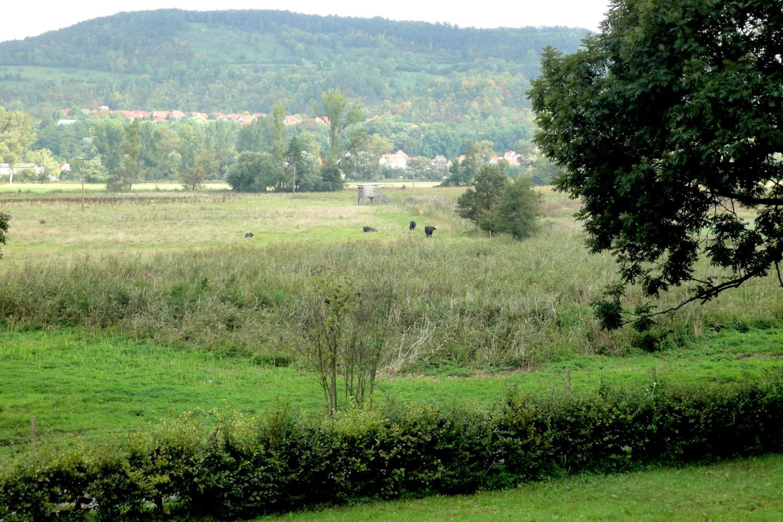 A rural landscape with a field, trees, and a distant village.