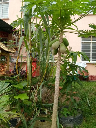 Genting Bukit Tinggi Homestay