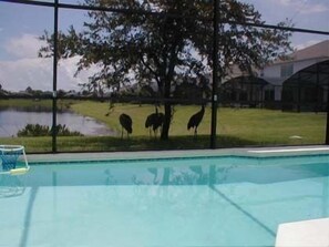 House | Pool | Outdoor pool