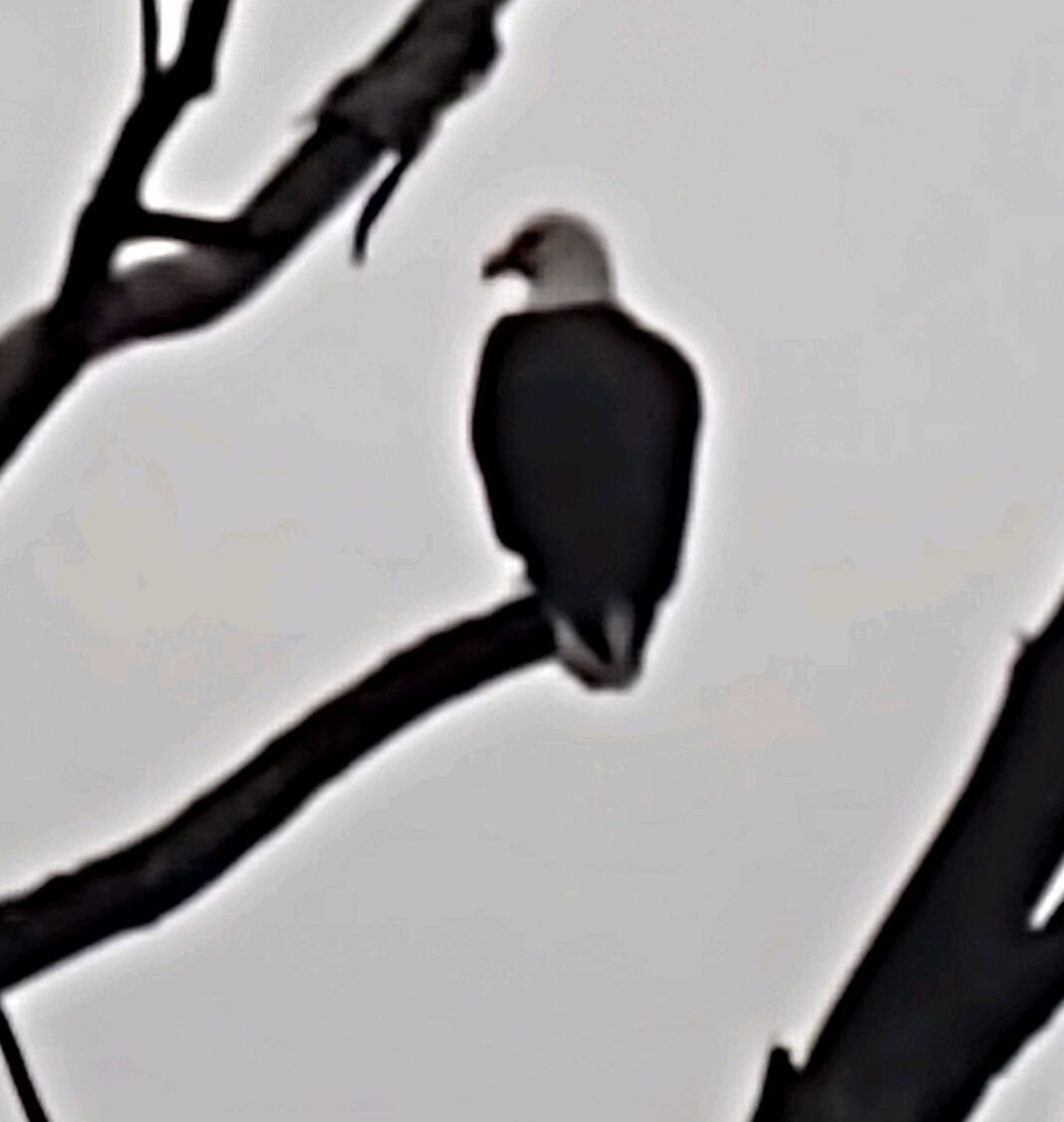 Ein Vogel sitzt auf einem Ast.