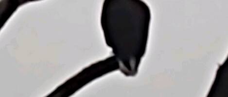 Ein Vogel sitzt auf einem Ast.