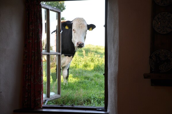 Una vaca de pie frente a una ventana con una puerta.