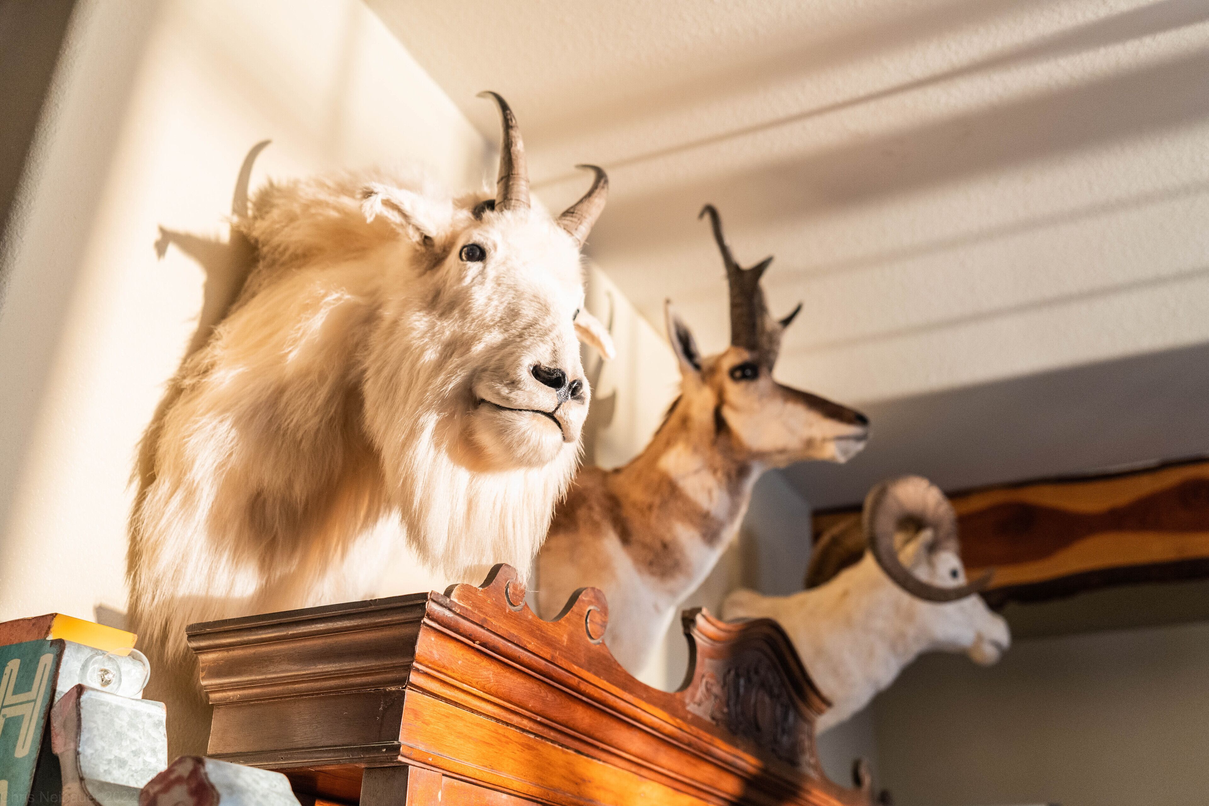 Una colección de trofeos de animales montados sobre una estantería.