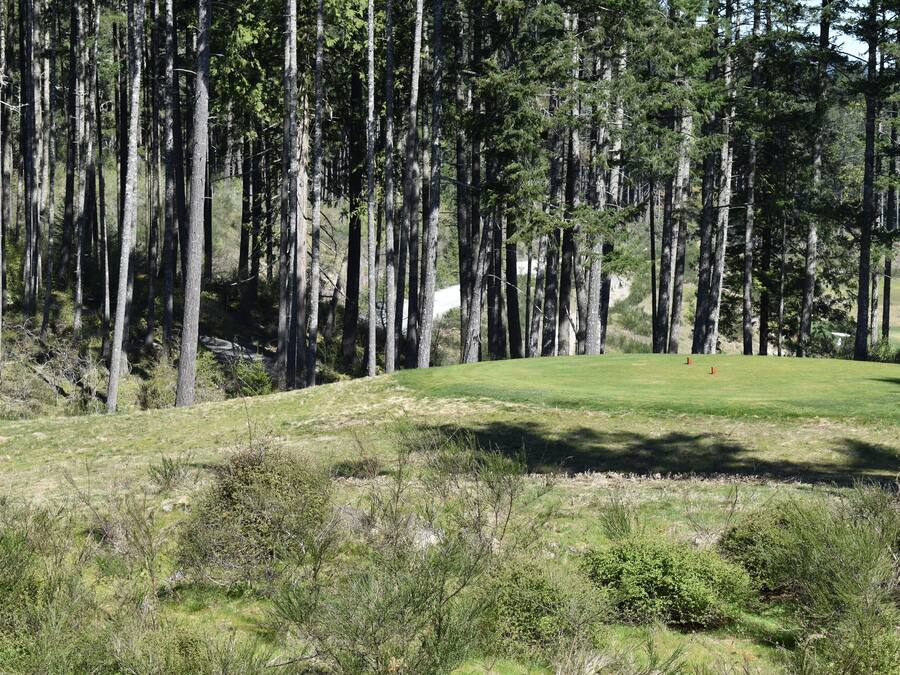 A golf course with a well-maintained fairway, surrounded by tall trees and some underbrush.