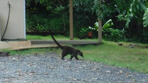 Un gato negro camina por un sendero de grava en un jardín con follaje y un banco de concreto.