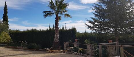 Un espacio al aire libre cercado, con una palmera, un árbol de coníferas alto y un muro de piedra.