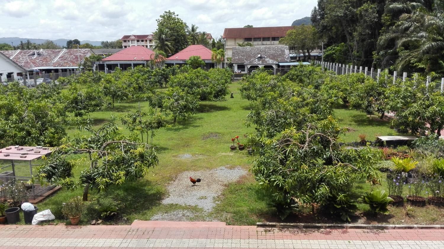 A courtyard with a central gravel area, surrounded by various plants and trees.