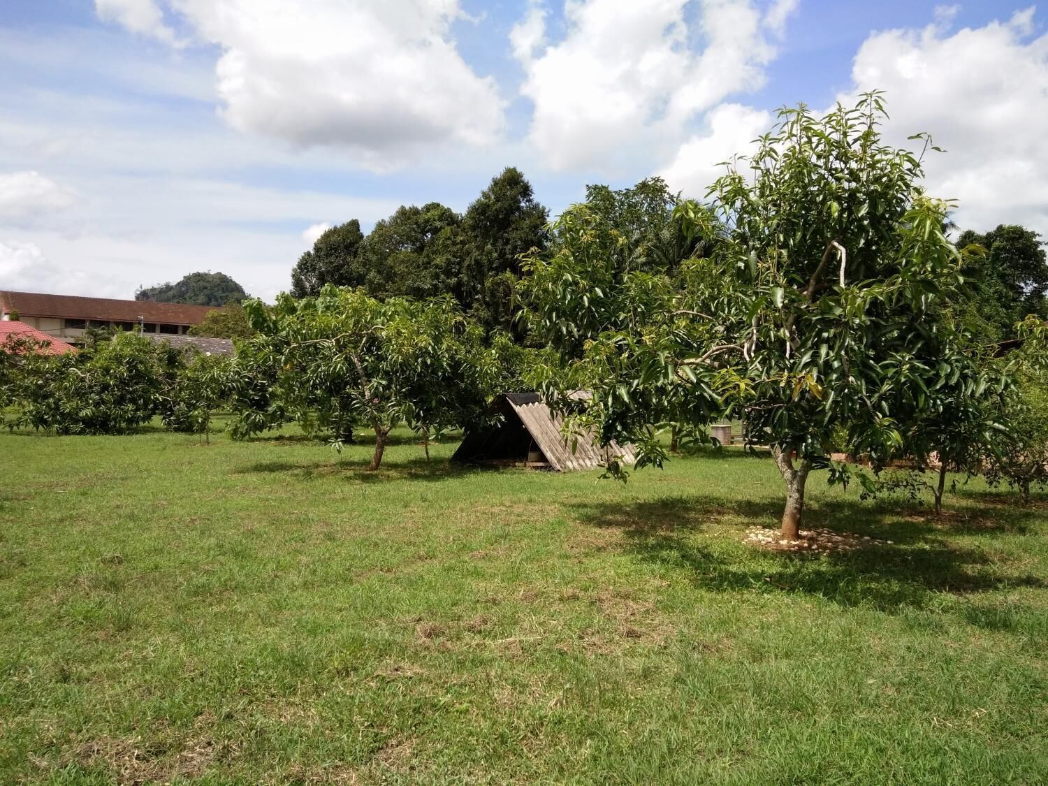 A grassy field with several trees and a small, simple shelter.