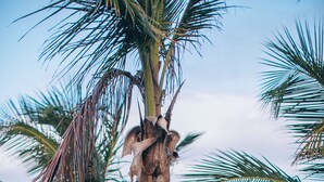 A woman in a black bikini sitting on a stone platform in a pool surrounded by palm trees, with a view of the ocean in the background. - Glamp Ikal Tulum (Tulum)