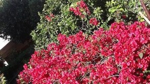 Ein Baum mit dichtem Wuchs und roten Blüten.