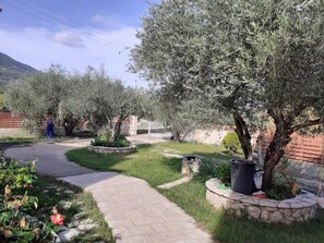 A garden with a paved walkway, stone borders, and olive trees.