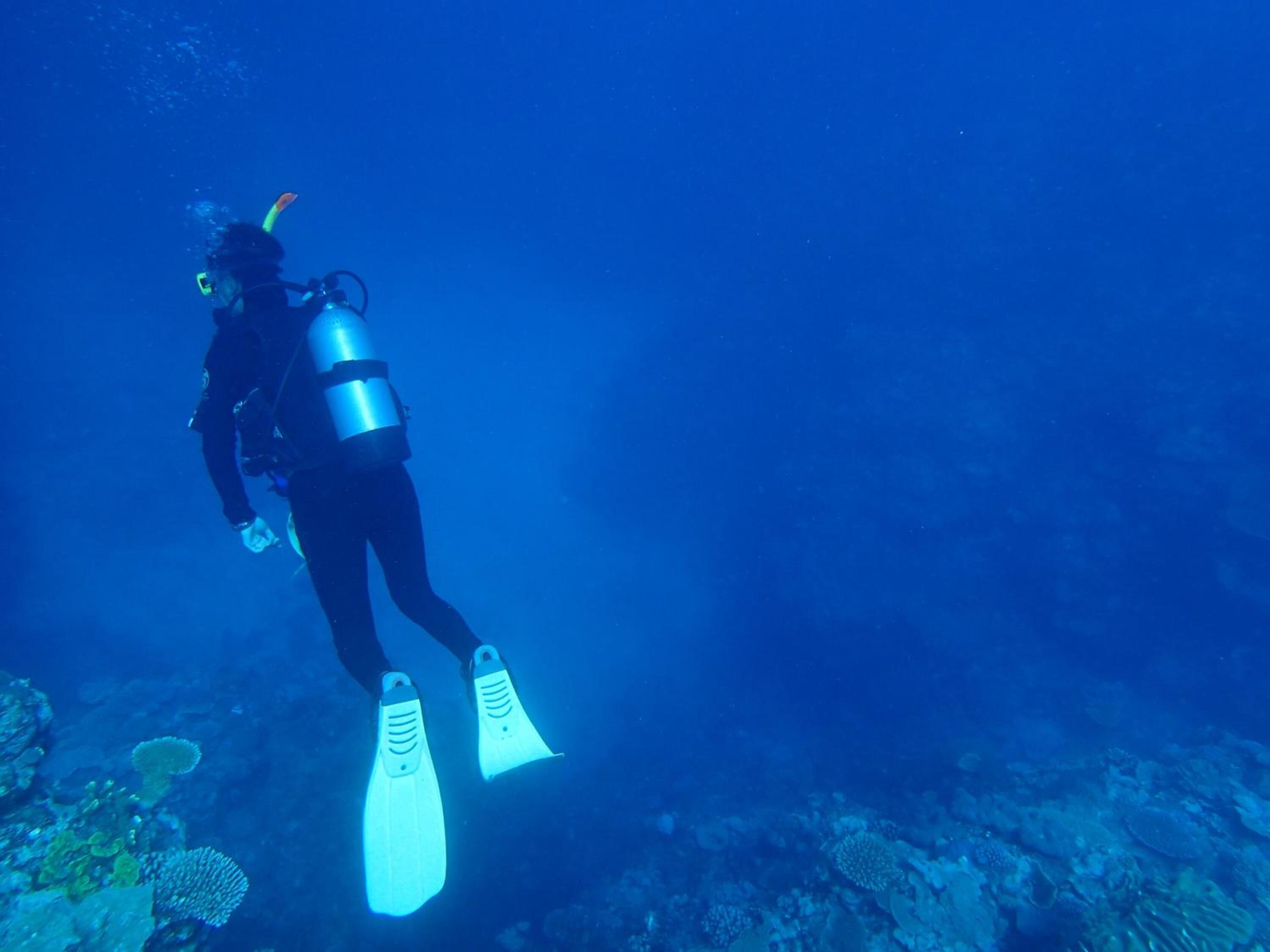 A diver underwater with fins and a tank, surrounded by coral and marine life.