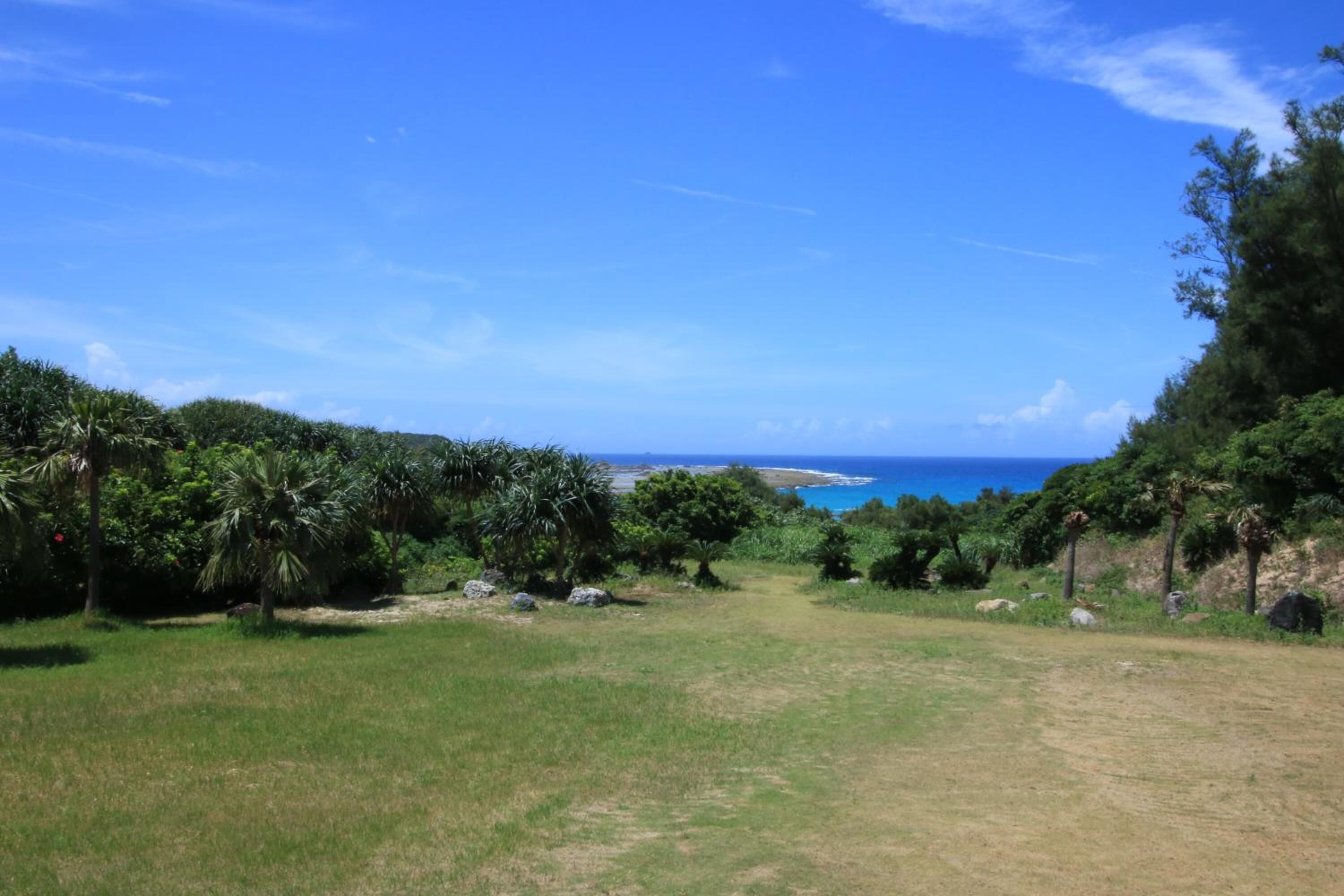 A grassy area with trees and a view of the ocean.