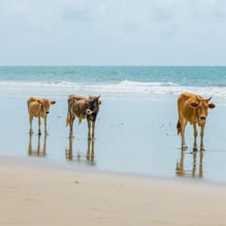 Sulla spiaggia, sabbia bianca, lettini da mare, ombrelloni