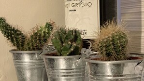 Tres testos metàl·lics amb cactus sobre una prestatgeria.