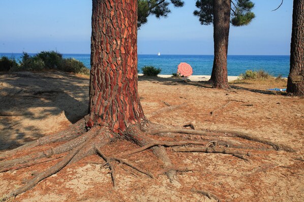 Eine Strandansicht mit einem Baumstamm, Kiefernzweigen und einem roten Sonnenschirm.