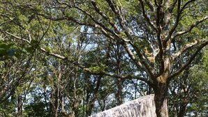 A rustic wooden structure with a sloped roof, surrounded by lush greenery and trees. - La Belle Folie (Ploemel)