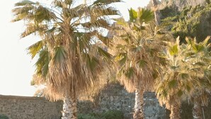 A paved road with palm trees and a stone wall.