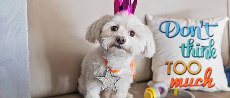 A small white dog wearing a star-shaped ornament and a purple crown, sitting on a beige sofa with a cushion that reads "Don't think too much."