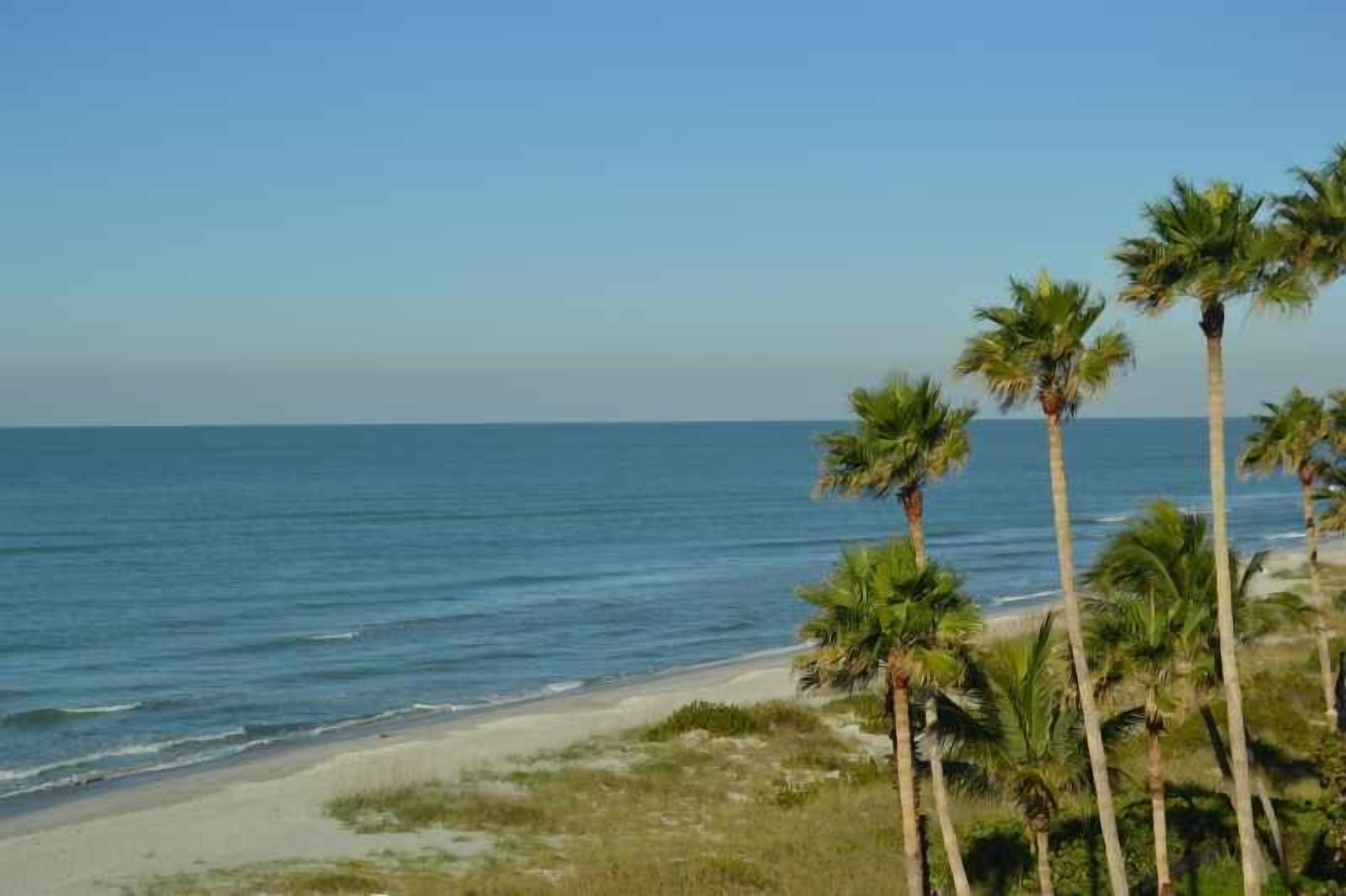 Een strand met palmbomen en een helder uitzicht op de oceaan.