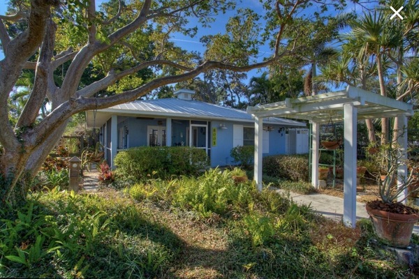 Front yard gumbo limbo tree
