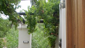 Un estrecho sendero de piedra que conduce a una puerta de madera, rodeado de abundante vegetación y plantas con flores.