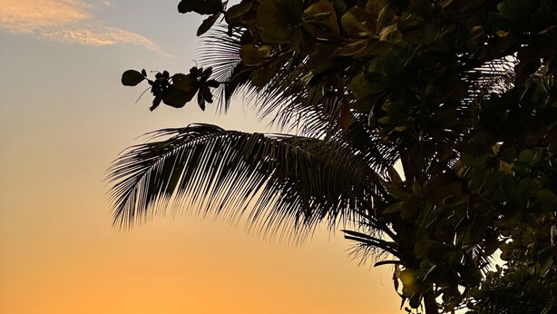 A beach with thatched umbrellas and a palm tree. - Purple Cottage, Hidden Gem near Hummingbird Beach (Soufriere)