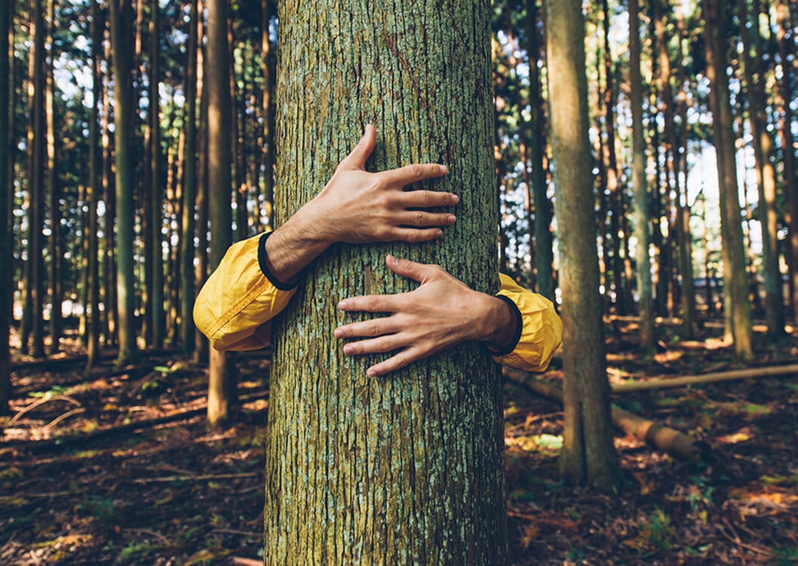 Una persona abrazando el tronco de un árbol en un bosque.