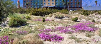 Best Western Plus Coachella Valley Inn & Suites