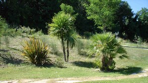 A natural landscape with a dirt path, various types of vegetation including palm trees, and a dense tree line in the background. - Great villa with pool, free wifi, beach, sea, last minute, Italy (Montelabbate)