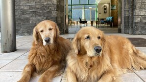 Deux golden retrievers sont allongés sur le sol, devant un bâtiment à la façade en pierre, sur lequel on peut lire une enseigne indiquant « Chambres d’hôtes ».