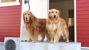 Deux golden retrievers sont debout sur un porche, avec une maison rouge en arrière-plan.