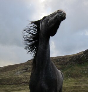 Ein Pferd mit dunklem Fell, dessen Mähne im Wind weht, vor bewölktem Himmel und einer grasbewachsenen Hügelkuppe.