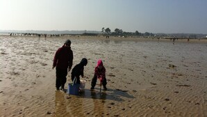 Ein Strandbild, auf dem Menschen in flachem Wasser waten.
