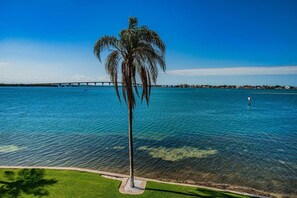 A clear view of a palm tree by a body of water with a bridge in the background.
