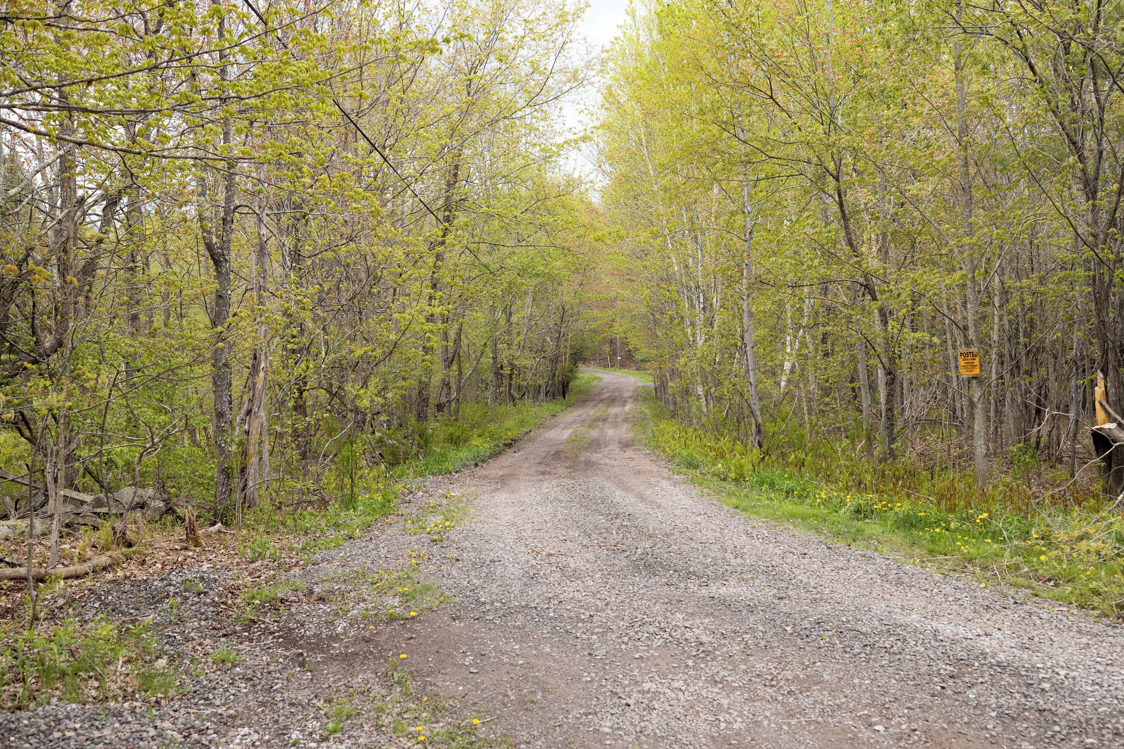 A gravel road flanked by trees in a forested area.