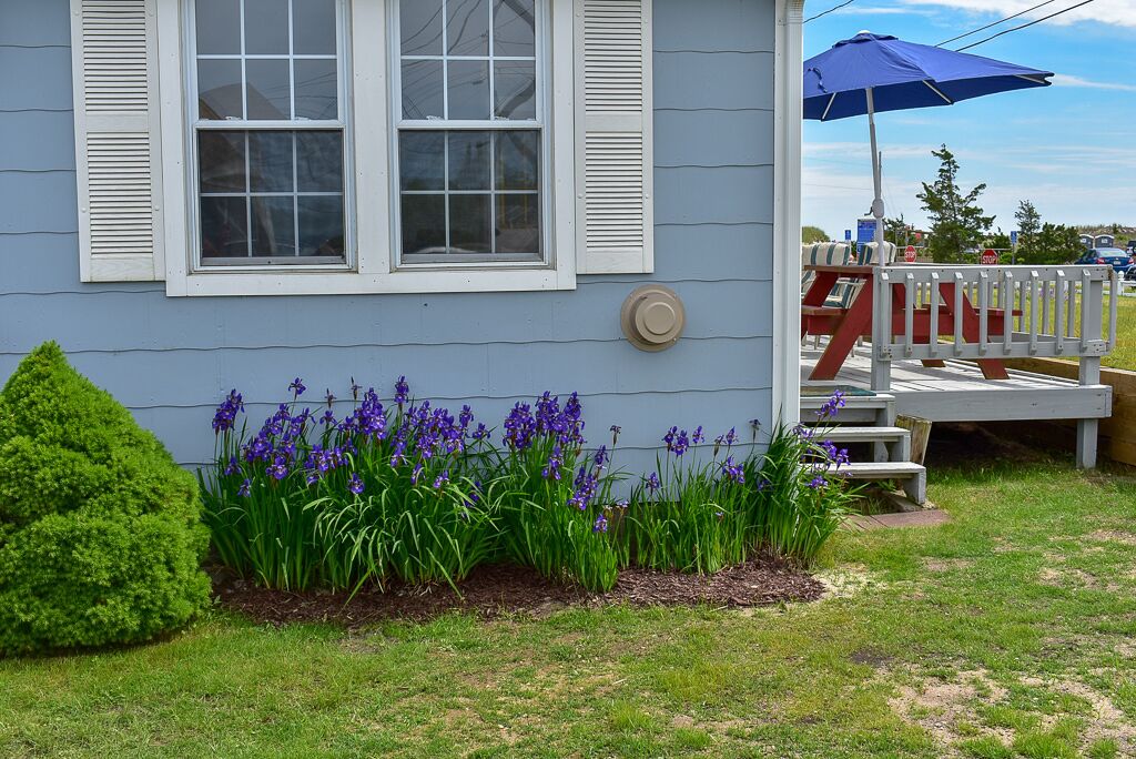 A house with a front yard, a window with shutters, and a small garden with purple flowers.