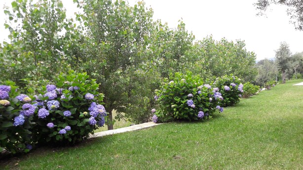 Un giardino con macchie di ortensie e un prato verde.