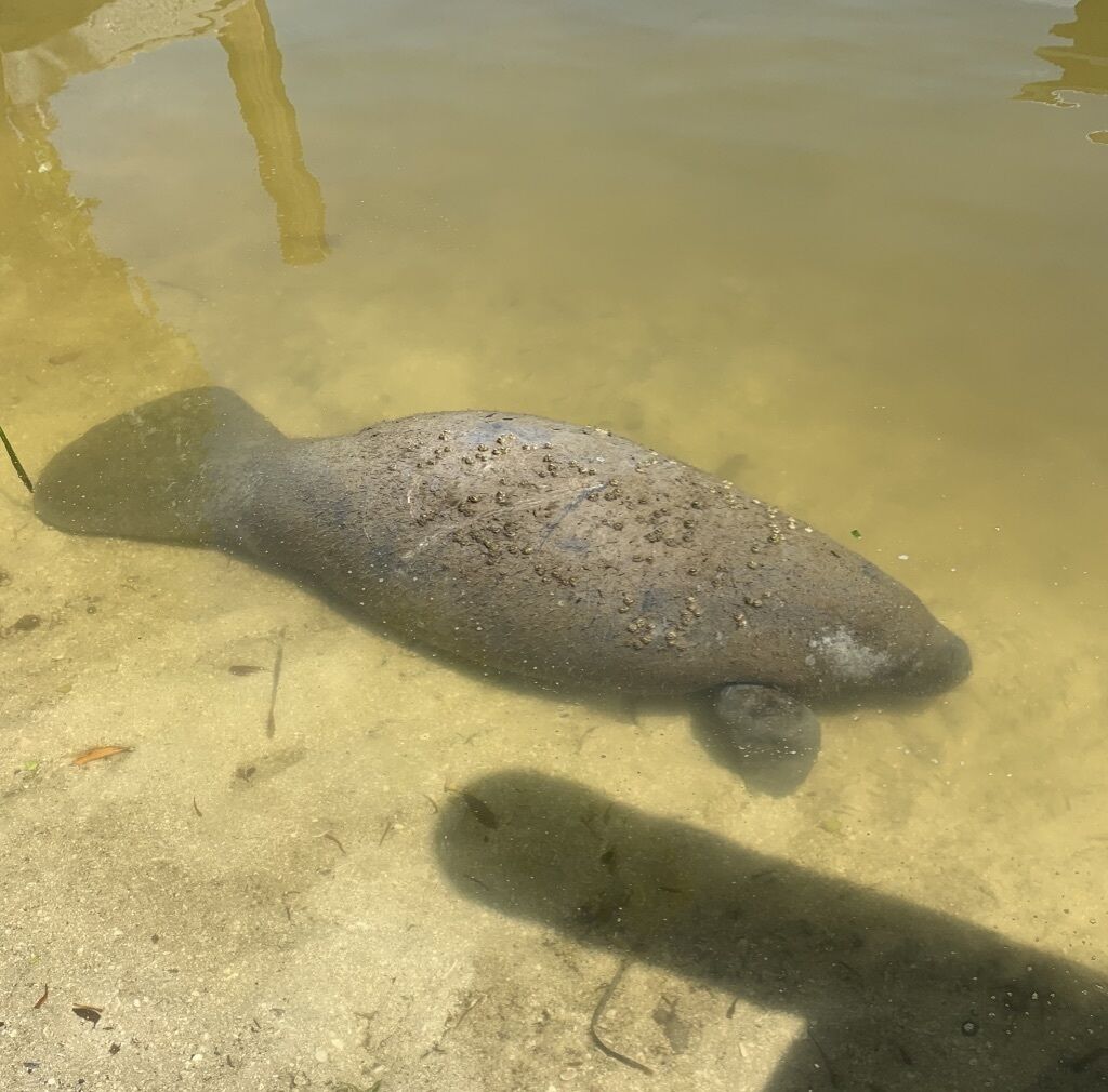 A fish in clear water.