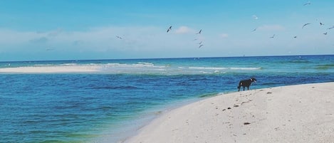 Beach nearby, sun-loungers, beach towels