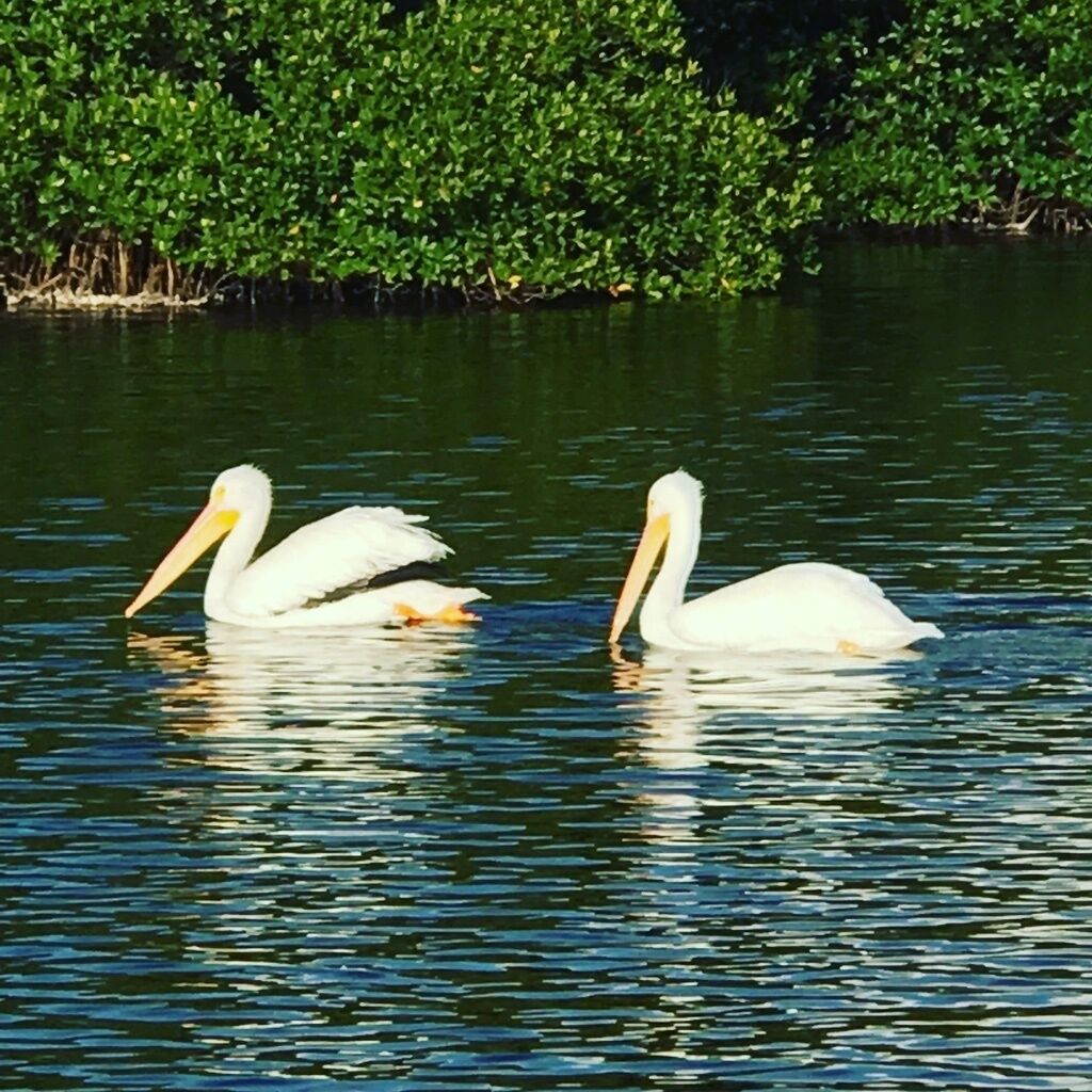 Two white pelicans swimming in calm water with dense green vegetation in the background.