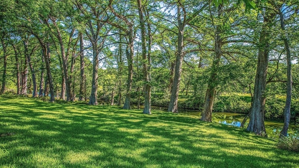 Eine natürliche Landschaft mit einer grasbewachsenen Fläche und Bäumen.