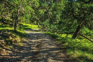 A gravel path surrounded by dense green foliage. - Clear River Cabin | Secluded 2BR w/ River Access (Bandera)