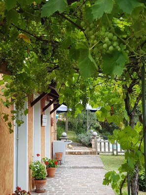 House | Property grounds - Home set in Olive Grove With Stunning Views (Mondavio)