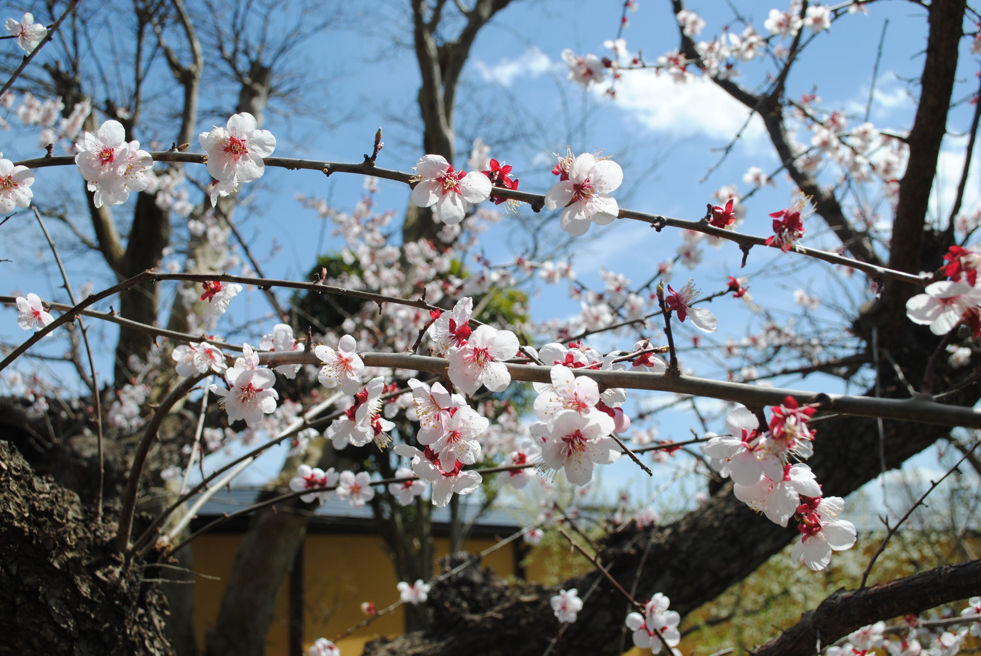 A tree with blooming white flowers against a clear sky.